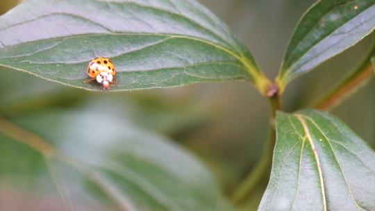 微距实拍一只瓢虫蹒跚在叶片上甲壳虫4k实拍