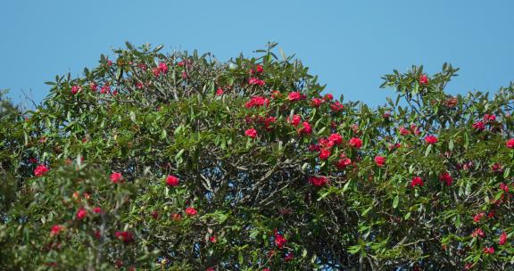 春天红色的大树杜鹃