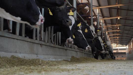 奶牛 小奶牛 奶牛场 奶牛养殖 (118)视频素材模板下载