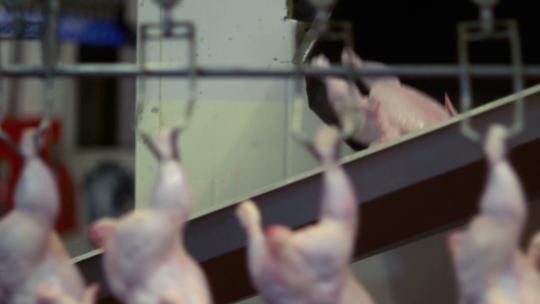 鸡肉加工厂实拍视频素材模板下载