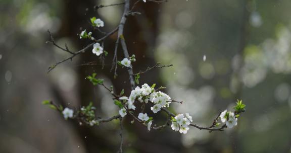 春雨中的梨花