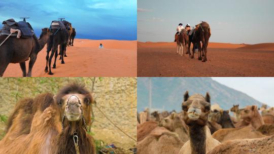【合集】沙漠中的骆驼视频素材模板下载