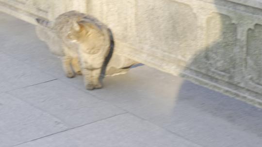 西园戒幢律寺