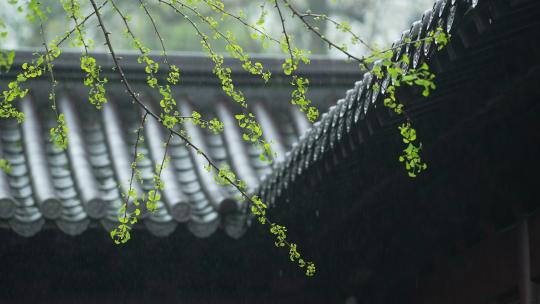 杭州钱王祠春天清明节雨天古建筑自然唯美