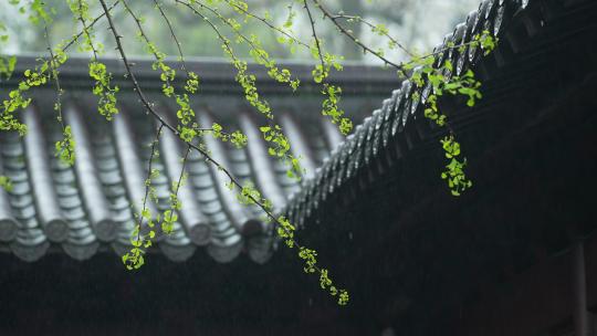 杭州钱王祠春天清明节雨天古建筑自然唯美视频素材模板下载