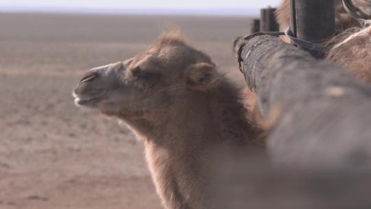 Y1内蒙古乌兰察布四子王旗骆驼场2视频素材模板下载