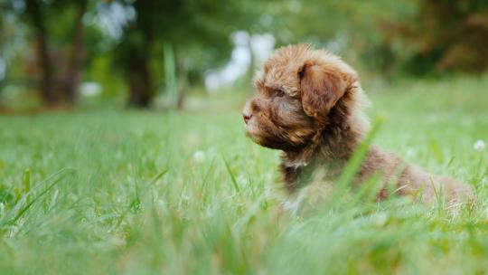 宠物犬贵宾犬欢乐的在草地上玩耍