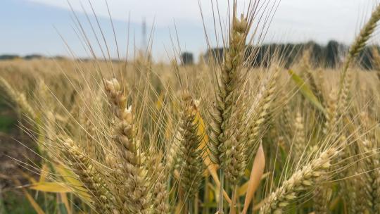 成熟的农田麦子视频素材模板下载