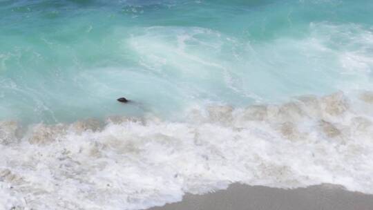 一只海狮在海滩上沿着海浪游泳