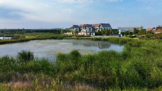 绿色的湿地在海草房民宿的映衬下格外美丽