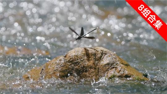 溪水蜻蜓舞：阳光下的细腻水韵流水特写