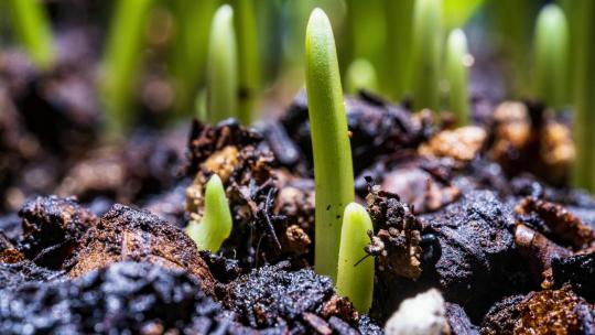 春天素材种子发芽生长延时