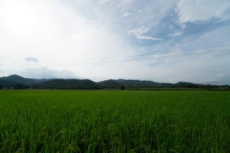 稻田水稻天空