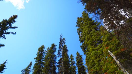 加拿大阿尔伯塔省班夫国家公园白天仰望树木。30便士符合24便士的时间视频素材模板下载