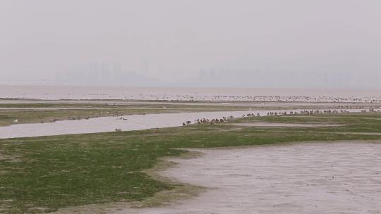 l1香港湿地公园滩涂鸟类鸟群2视频素材模板下载