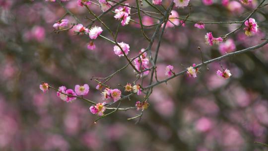 春天梅花盛开 梅园 春天到了