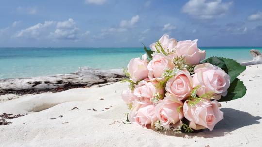滩上的玫瑰花