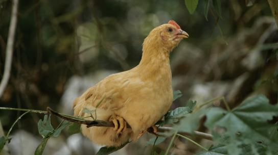 农业养殖鸡林下鸡土鸡 鸡群