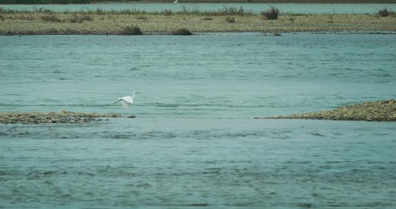 白鹭飞翔湿地生态环境鸟类大自然栖息