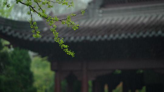 杭州钱王祠春天清明节雨天古建筑自然唯美