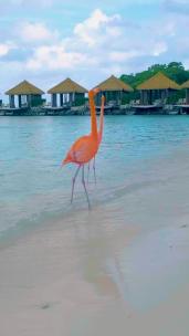 粉色火烈鸟在海滩上