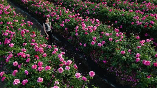 三亚博后村玫瑰花田中的游玩的中国漂亮女孩
