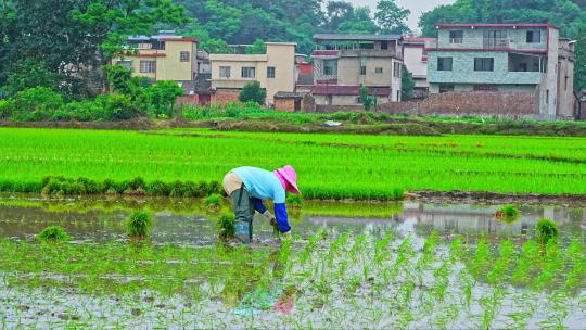 农民插秧水稻种子