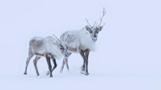 雪地里的北极驯鹿视频素材模板下载