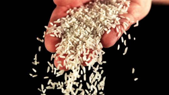 水稻稻谷大米米饭农业粮食丰收