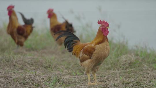 公鸡 养鸡场 养殖视频素材模板下载