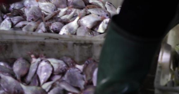 4kl1广东雷州渔民贩鱼市场