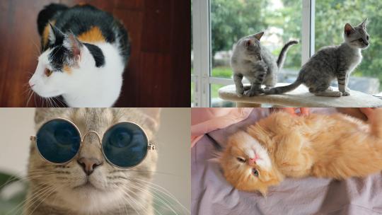 【合集】猫 幼猫 可爱小猫 猫咪视频素材模板下载