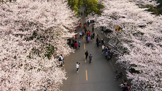 航拍春天武汉大学樱花大道上欣赏樱花的游客