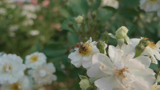 鲜花盛开蜜蜂采蜜