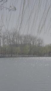 玉渊潭的柳条-湖面泛光4k50帧