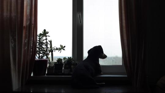 小狗凝视着窗外