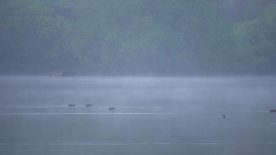 杭州茅家埠水鸟游在飘动雾气的水面上