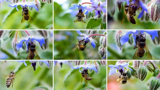 蜜蜂采蜜合集慢动作微距4K视频素材模板下载