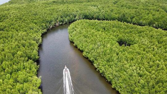 一架长尾船用无人机在红树林中航行的鸟瞰图