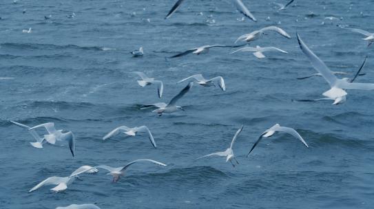 海鸥海鸟 鸟 飞翔翱翔大海自然生态环境