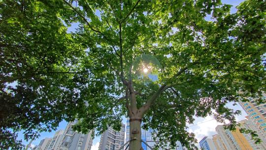 城市里的参天大树_8K 夏天阳光透过树叶