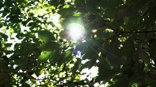 夏天阳光穿过树叶光影清新空镜