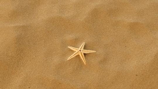 沙滩上的小真正海星视频素材模板下载