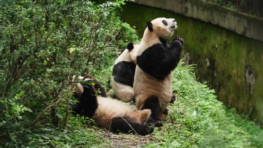 三只可爱国宝大熊猫吃东西特写镜头视频素材模板下载