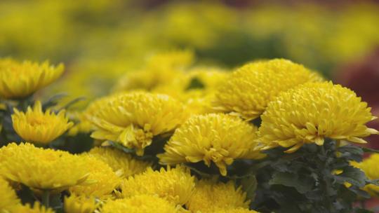 金黄色的菊花实拍变焦