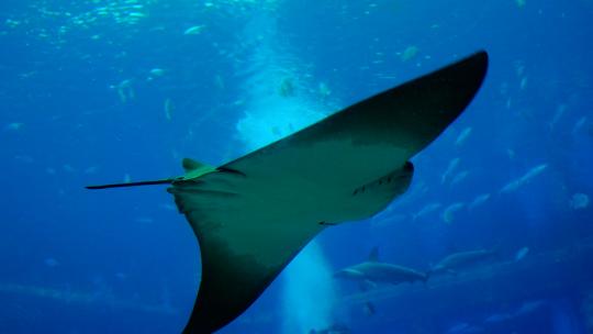 海洋馆水族馆海底世界魔鬼鱼鳐鱼