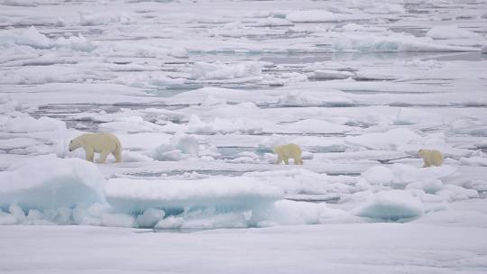 北极熊保护环境温室效应动物世界人与自然北视频素材模板下载