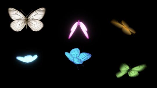 6种蝴蝶角度