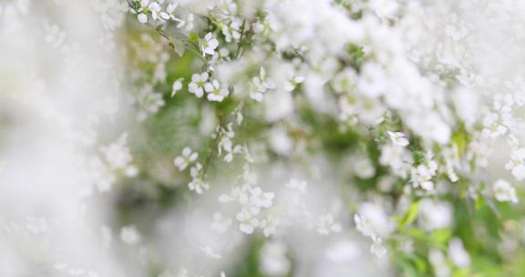 春天白色珍珠菊鲜花在风中摇曳