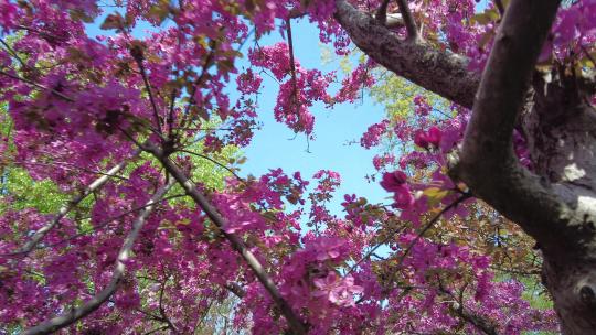 春天森林公园海棠花盛放唯美清新浪漫户外视频素材模板下载